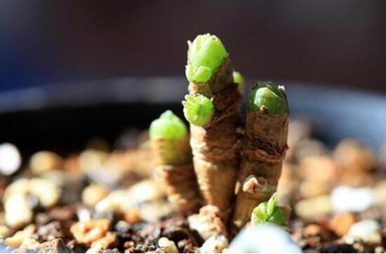 碧光環(huán)怎么種，保持盆土微濕潤/秋季種植存活率高