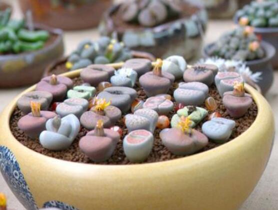 生石花用什么盆好，陶盆、泥瓦盆、紫砂盆任選其一(深盆)