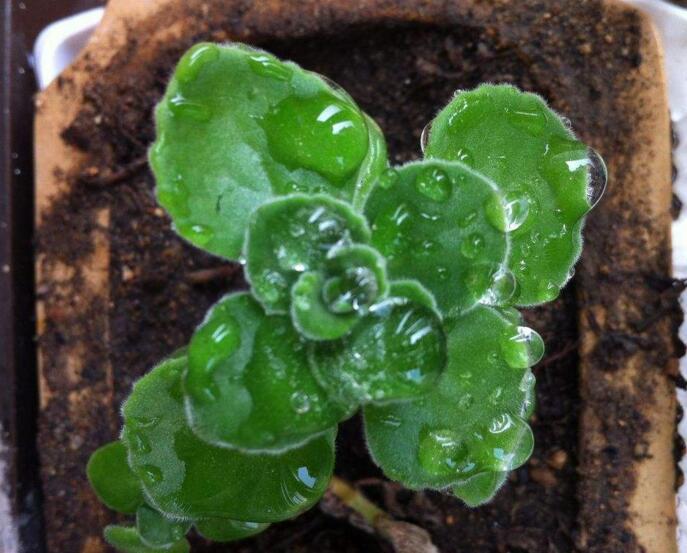 碰碰香長(zhǎng)蚧殼蟲怎么辦，積極的進(jìn)行病蟲害防治