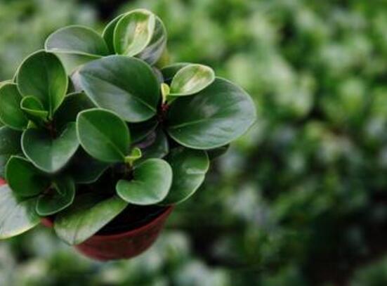 青葉碧玉怎么養(yǎng)，掌握八大核心保證你家的碧玉爆盆綠油油