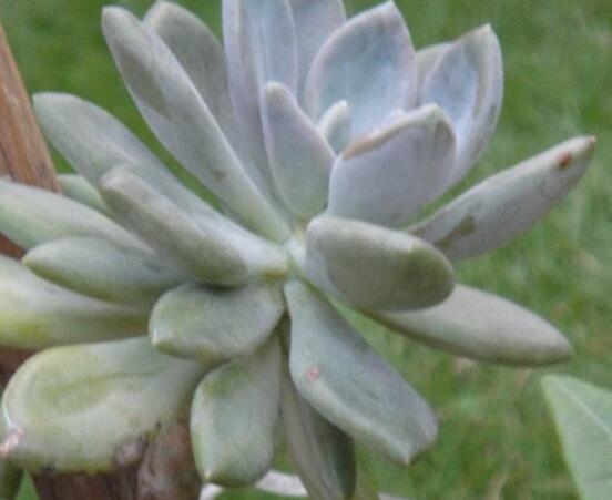 寶石花怎么澆水，不同季節(jié)不同澆水量(控水為主)