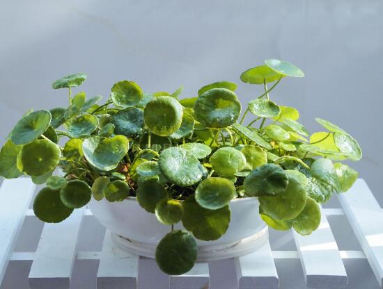 銅錢草怎么繁殖，盤點銅錢草三種繁殖方法(扦插/分株/播種)