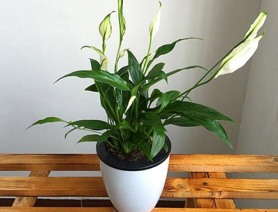 一帆風(fēng)順土培改水培，做好這六大要點(diǎn)即可快速水培生根