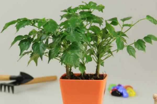 平安樹(shù)的繁殖方法，詳解播種和扦插兩種繁殖方法