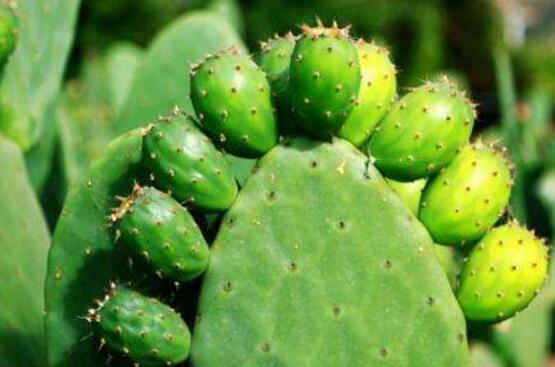 仙人掌為什么不用澆水，因吸水能力太強(qiáng)