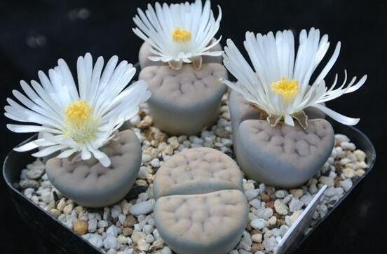 生石花怎么分株繁殖，教你一學(xué)就會五個基本步驟