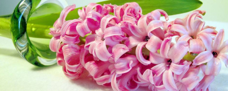 新手怎么養(yǎng)風信子