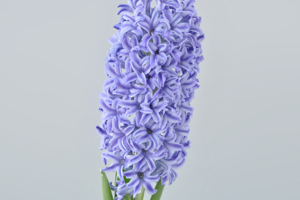 風(fēng)信子一年能開(kāi)幾次花