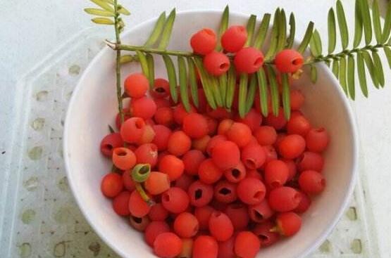 紅豆杉怎么繁殖，紅豆杉繁殖方法