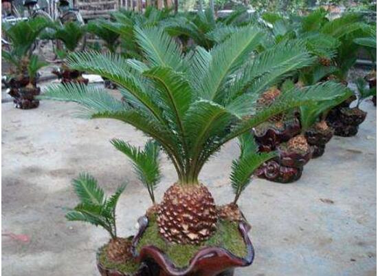 鐵樹的種類有哪些，鐵樹品種圖片大全