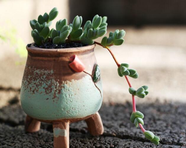 碧玉蓮如何度夏，最主要的是不要隨意澆水