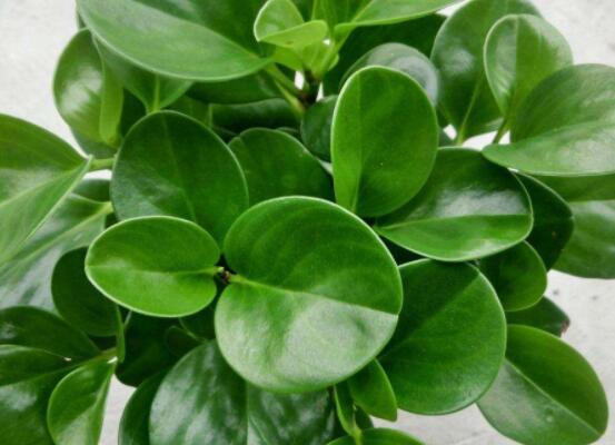 碧玉怎么養(yǎng)才能瘋長，做好這六點可生長得盆盆爆滿