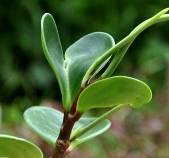 碧玉花葉子發(fā)黑怎么辦，四種原因以及解決辦法