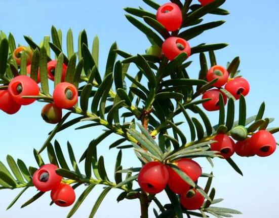 紅豆杉怎么換盆，三個(gè)簡(jiǎn)單方法教你輕松學(xué)會(huì)