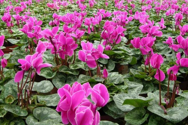 仙客來夏季不休眠法，控制好光照以及溫度