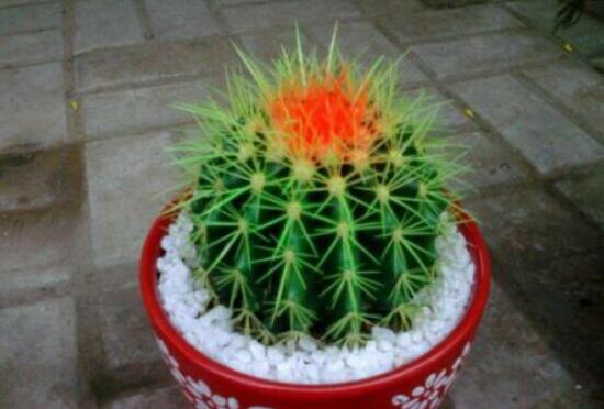 小仙人球澆水多少毫升，澆水的量一般以100-200毫升為準