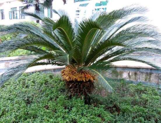 為什么蘇鐵不長新葉子，教你三種最直觀有效解決辦法