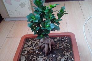 小榕樹(shù)盆景怎么養(yǎng)，盆景小榕樹(shù)養(yǎng)殖方法