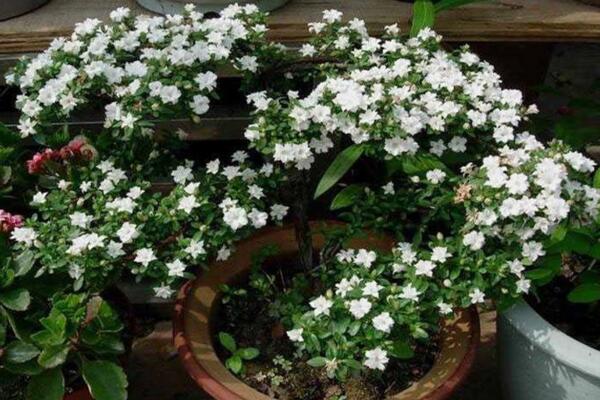 六月雪開花時間，每年的5-7月開花（6月開的最旺）