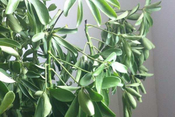 金錢樹(shù)和搖錢樹(shù)的區(qū)別