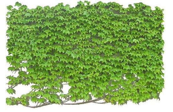 水培常春藤的養(yǎng)殖方法，老農(nóng)總結(jié)的簡(jiǎn)單易學(xué)三部曲