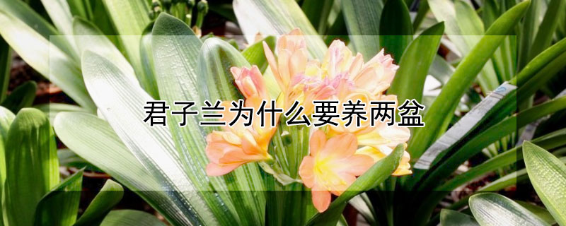 君子蘭為什么要養(yǎng)兩盆