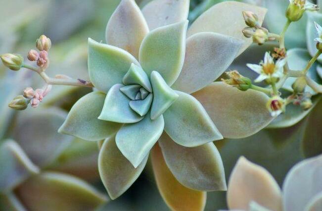 寶石花有毒嗎，無(wú)毒且對(duì)痛風(fēng)有著很好的治療效果