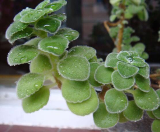 碰碰香的養(yǎng)殖方法，土壤陽(yáng)光澆水施肥修剪病蟲(chóng)害缺一不可