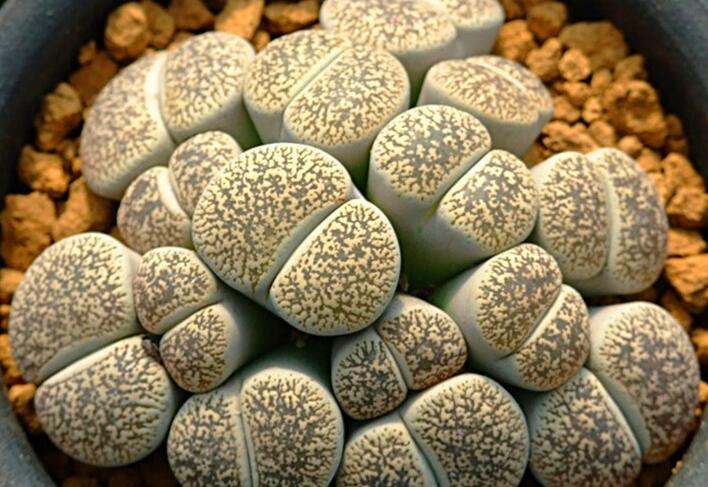 生石花怎么澆水，根據(jù)土壤的干濕程度來衡量澆水程度