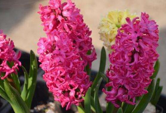 風(fēng)信子怎么種，老農(nóng)總結(jié)最簡(jiǎn)單有效五個(gè)步驟