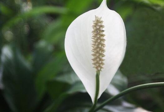 水培一帆風(fēng)順的養(yǎng)殖方法，水質(zhì)的要求最重要