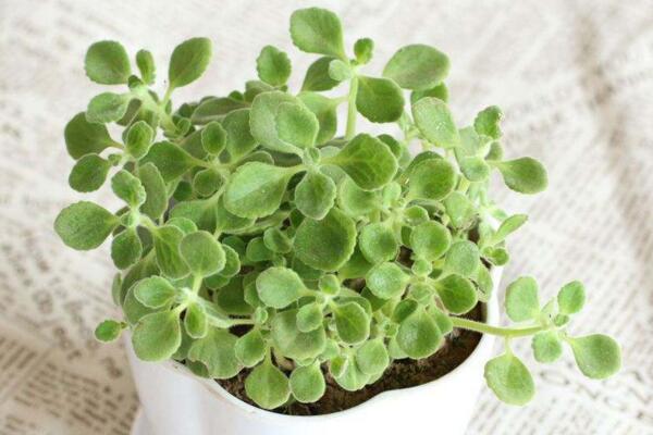 碰碰香夏天如何養(yǎng)護(hù)，控制光照并做好降溫措施