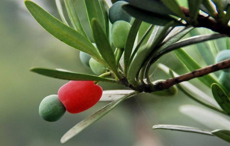 羅漢松果泡酒的方法，制作過程的4步驟