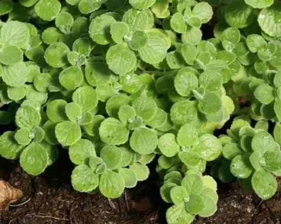 碰碰香怎么養(yǎng)茂盛，只需做好五個(gè)要點(diǎn)盆盆爆滿