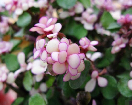 雅樂(lè)之舞怎么養(yǎng)出粉色，盆土合理/肥水結(jié)合/光照溫度適當(dāng)