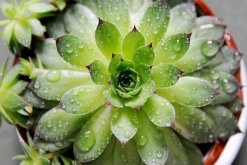 寶石花和觀音蓮的區(qū)別，詳細(xì)介紹葉子和花朵的不同