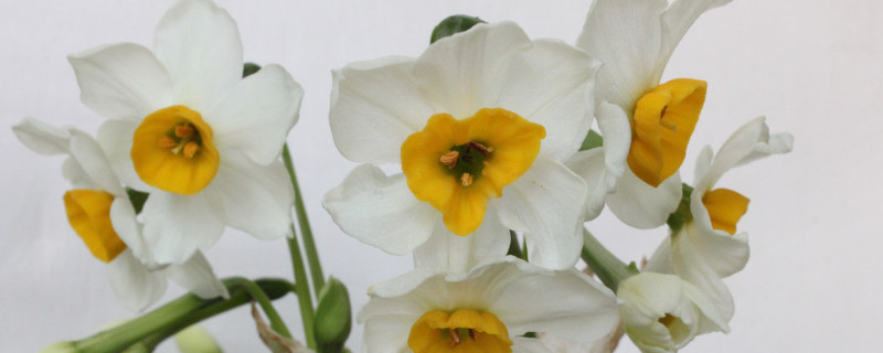 水仙出花苞到開花要多長時(shí)間