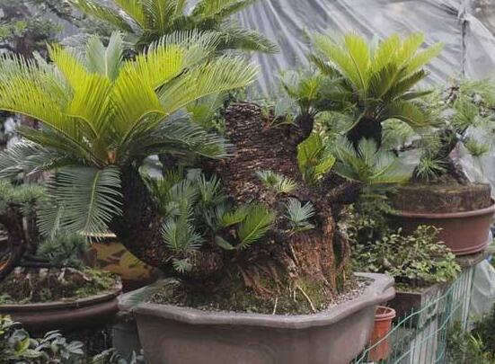 鐵樹怎么繁殖，鐵樹四大繁殖方法