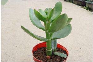 玉樹怎么扦插，玉樹扦插方法圖解(存活率100%）