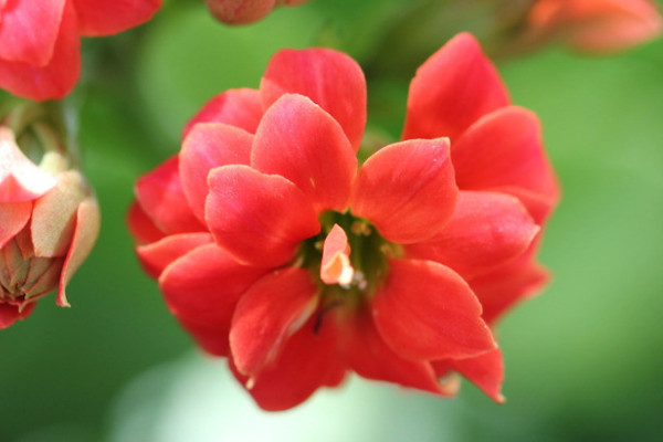 長(zhǎng)壽花怎么控光