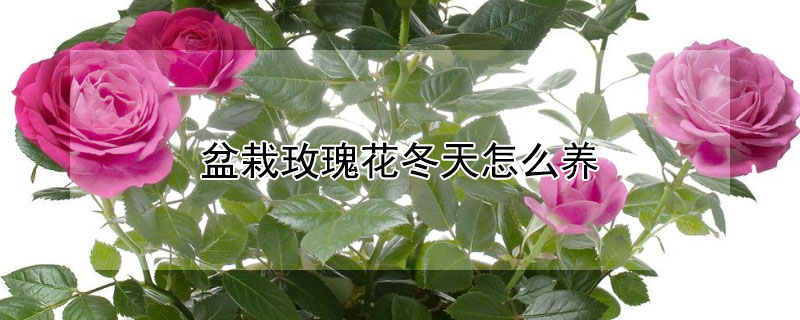 盆栽玫瑰花冬天怎么養(yǎng)