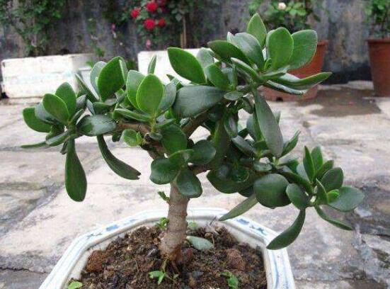 盆栽玉樹怎么養(yǎng)護(hù)，老農(nóng)總結(jié)七大養(yǎng)護(hù)方法