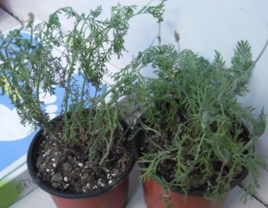 薰衣草葉子干枯怎么辦，教你正確的補(bǔ)救方法