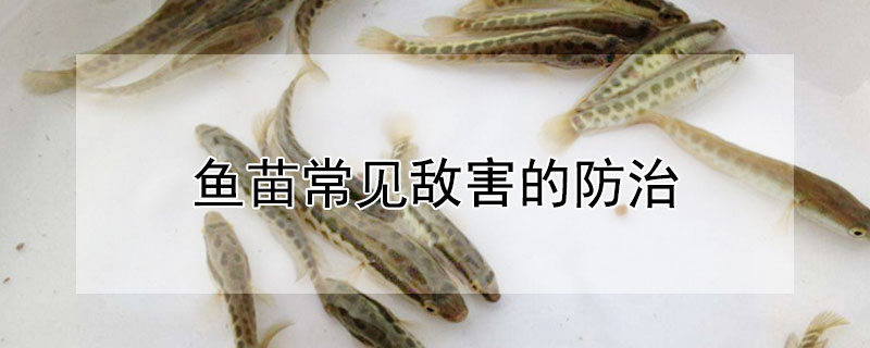 魚(yú)苗常見(jiàn)敵害的防治