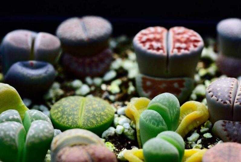 生石花皺了怎么辦，要警惕是這4種原因造成的