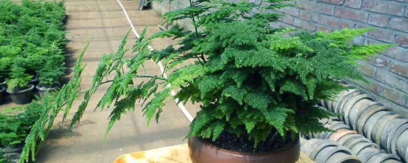 文竹夏天葉子發(fā)黃怎么辦