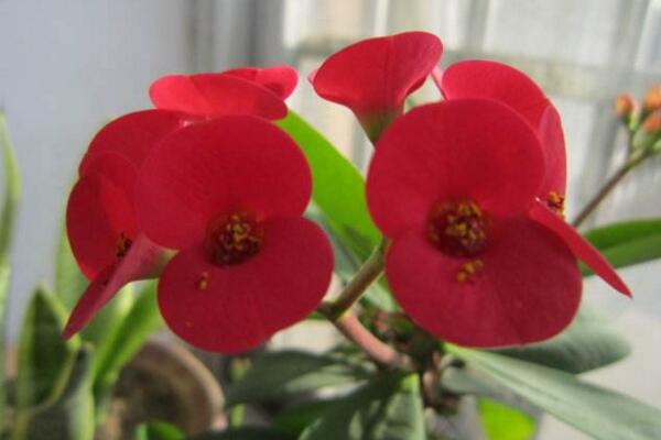 虎刺梅什么時候開花，只要養(yǎng)護得當一年四季都能開花