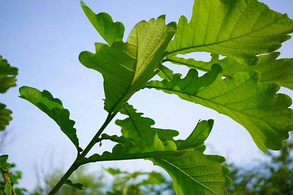 蒙古櫟果實(shí)可以吃嗎