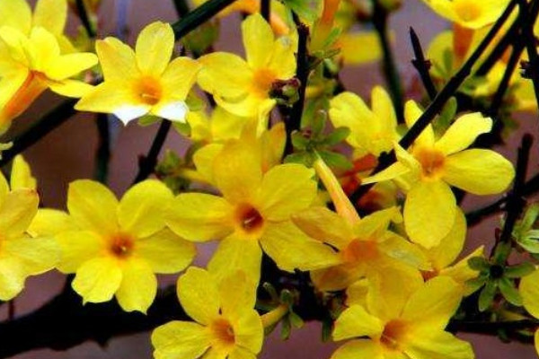 扦插的迎春花多長(zhǎng)時(shí)間能開花