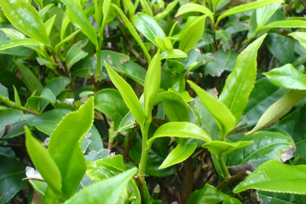 秋冬茶園管理技術(shù)